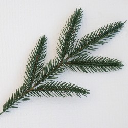 Гілка ялинки (5 лапок)