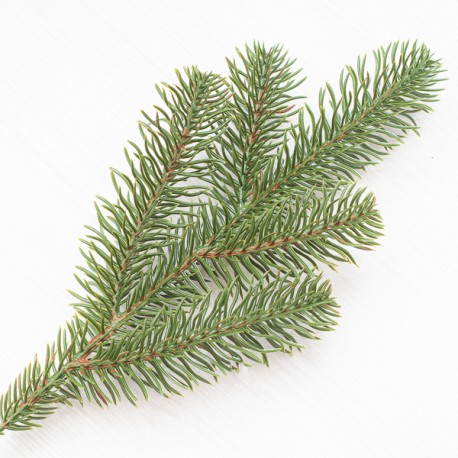 Гілка ялинки (5 лапок) 