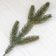 Гілка ялинки (5 лапок)