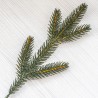 Гілка ялинки (5 лапок)