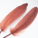 per-0164 Пір'я (коричневі)
