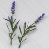 Квіточка на стеблі, лаванда
